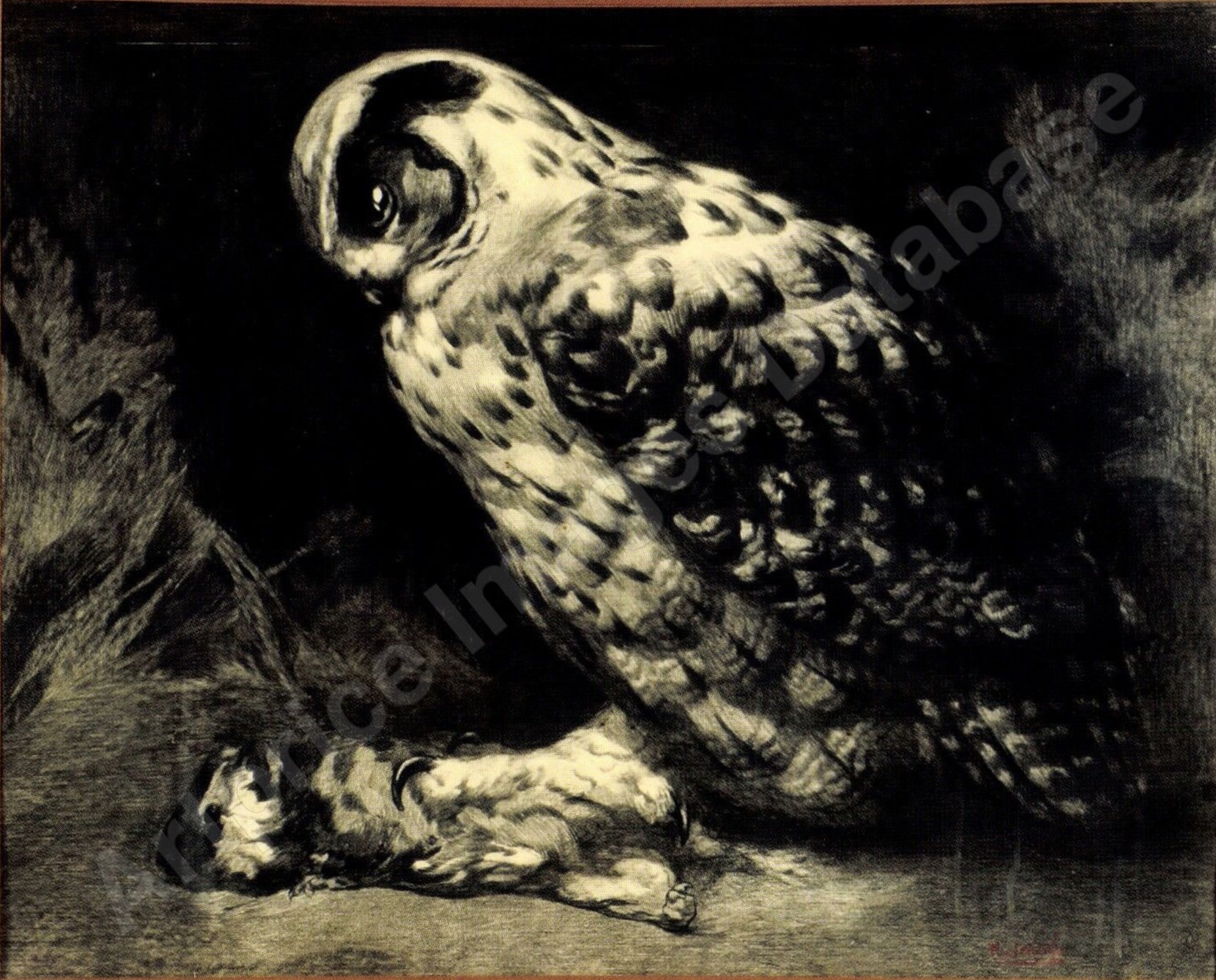 Grand Duc et pigeon, C 1923
